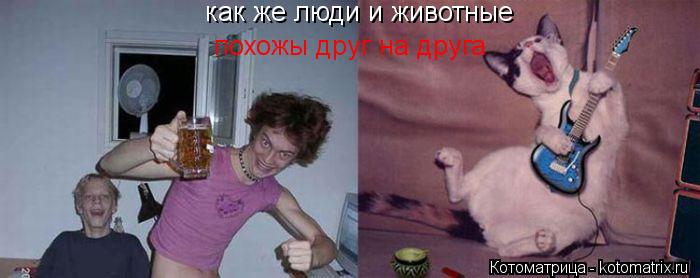 Котоматрица: как же люди и животные  похожы друг на друга
