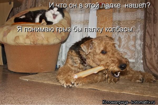 И что он в этой палке нашел? Я понимаю грыз бы палку колбасы...... Котоматрица: И что он в этой палке нашел? Я понимаю грыз бы палку колбасы...