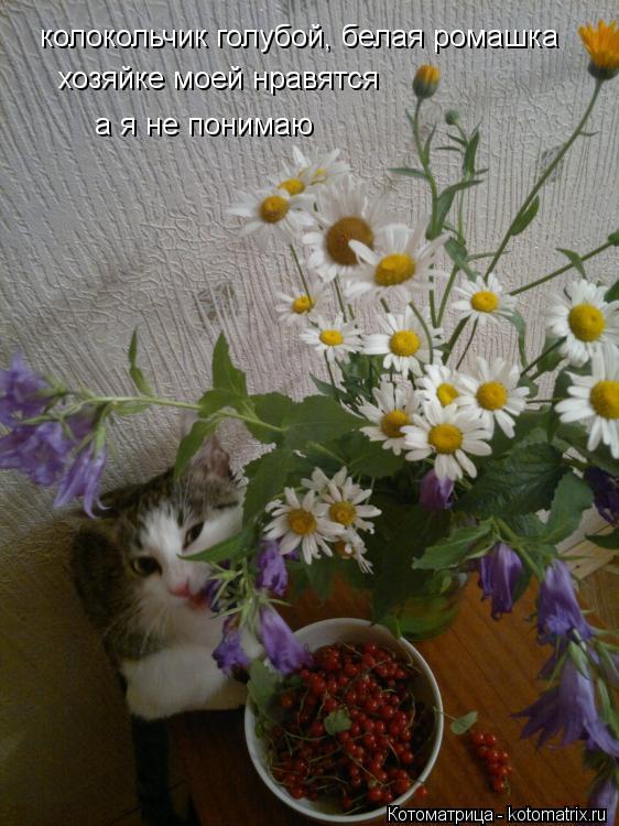 колокольчик голубой, белая ромашка хозяйке моей нравятся а я не понимаю... Котоматрица: колокольчик голубой, белая ромашка хозяйке моей нравятся а я не понимаю
