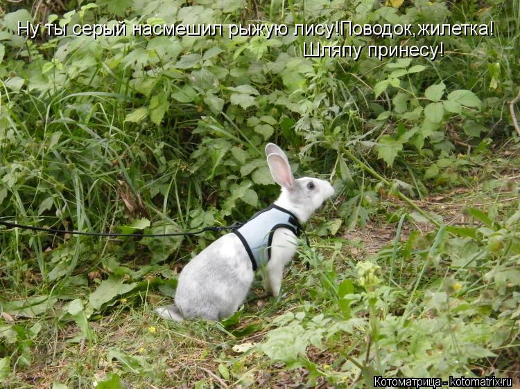Котоматрица: Ну ты серый насмешил рыжую лису!Поводок,жилетка! Шляпу принесу!