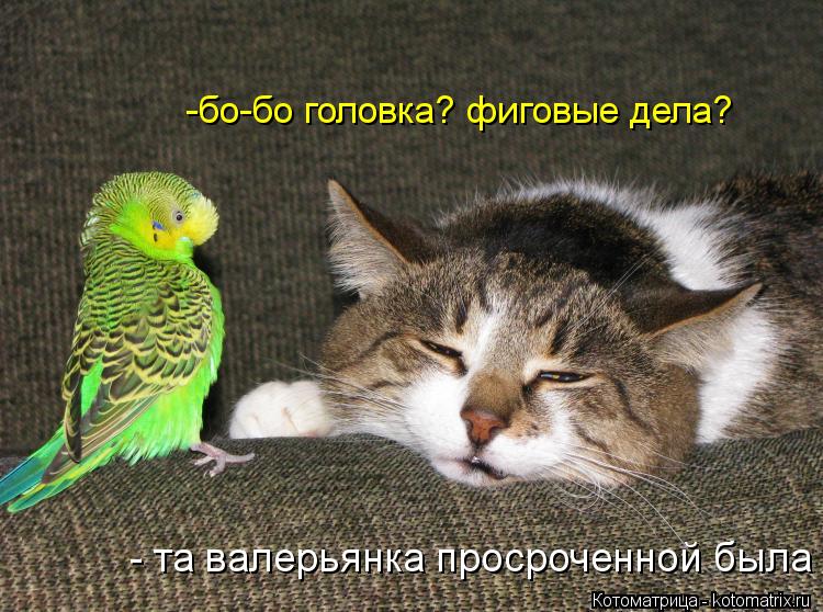 -бо-бо головка? фиговые дела? - та валерьянка просроченной была... Котоматрица: -бо-бо головка? фиговые дела? - та валерьянка просроченной была