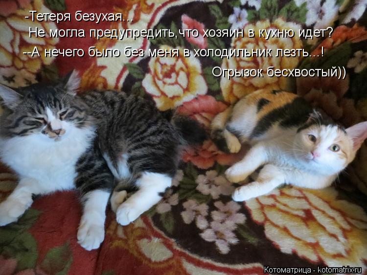 Котоматрица: -Тетеря безухая... Не могла предупредить,что хозяин в кухню идет? --А нечего было без меня в холодильник лезть...! Огрызок бесхвостый))