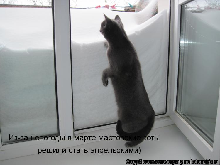 Котоматрица: Из-за непогоды в марте мартовские коты  решили стать апрельскими)