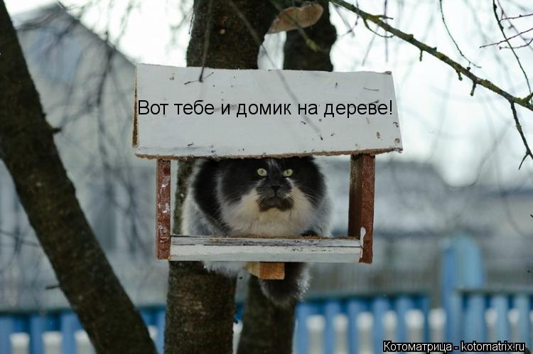 Вот тебе и домик на дереве!... Котоматрица: Вот тебе и домик на дереве!