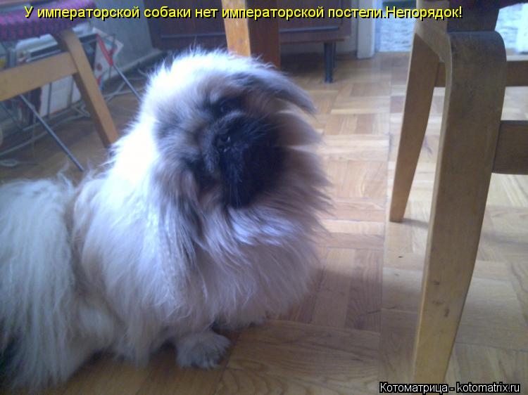 Котоматрица: У императорской собаки нет императорской постели.Непорядок!