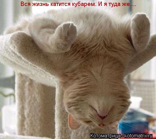 Котоматрица: Вся жизнь катится кубарем. И я туда же....