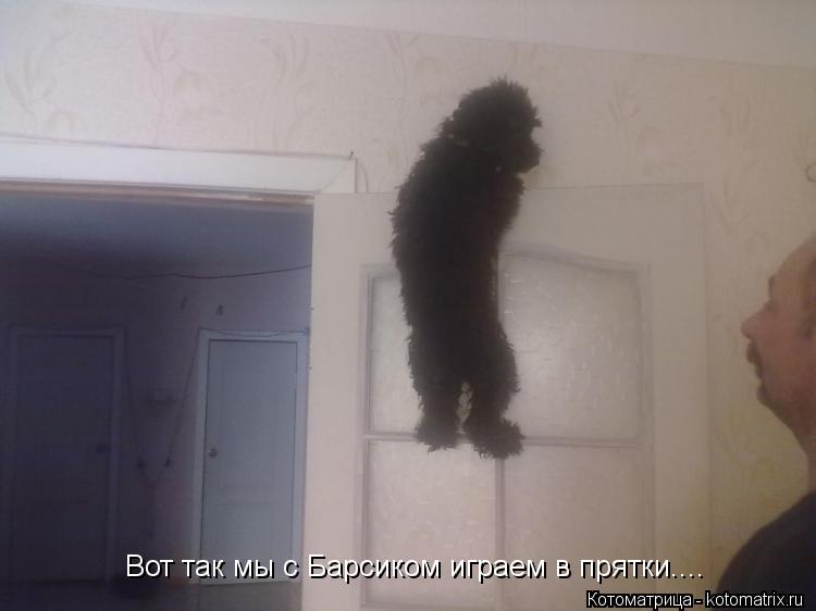 Котоматрица: Вот так мы с Барсиком играем в прятки....