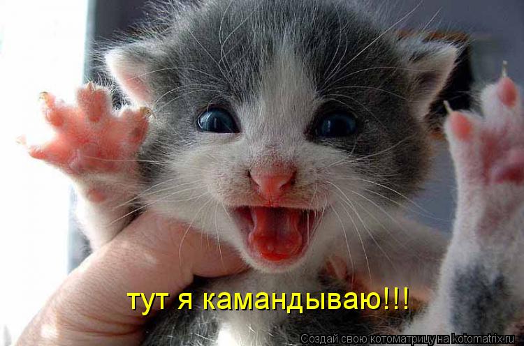 Котоматрица: тут я камандываю!!!