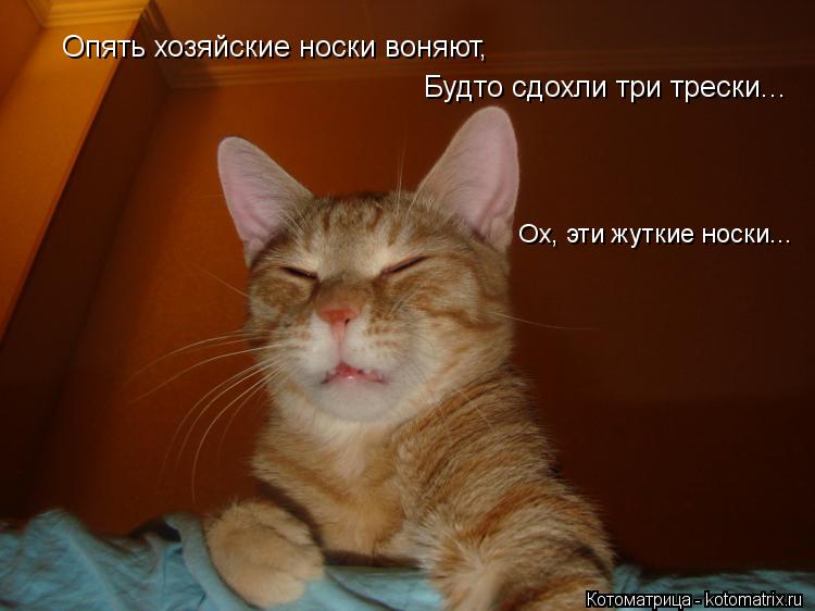 Котоматрица: Опять хозяйские носки воняют, Будто сдохли три трески... Ох, эти жуткие носки...