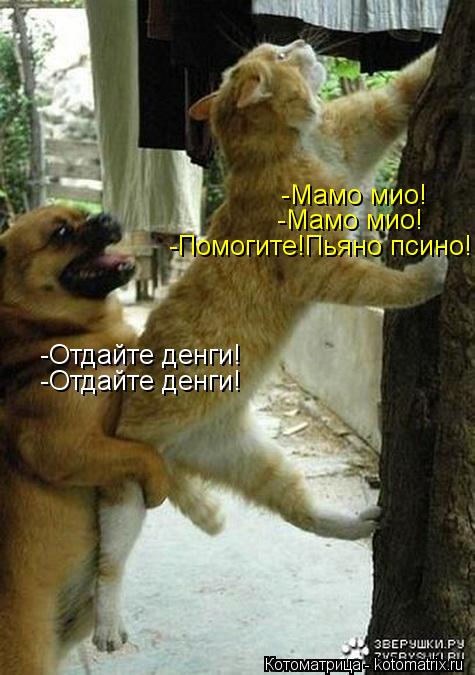 Котоматрица: -Отдайте денги! -Отдайте денги! -Мамо мио! -Мамо мио! -Помогите!Пьяно псино!