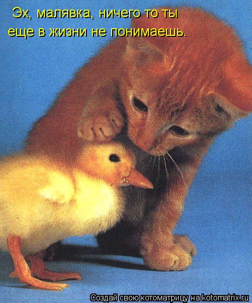 Котоматрица: Эх, малявка, ничего то ты еще в жизни не понимаешь.