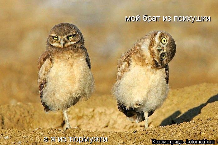 Котоматрица: мой брат из психушки а я из тюрмужки