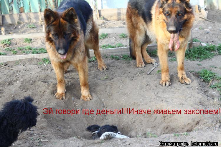 Эй,говори где деньги!!!Иначе живьем закопаем!!!!... Котоматрица: Эй,говори где деньги!!!Иначе живьем закопаем!!!!