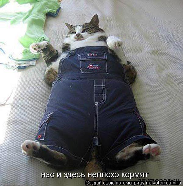 Котоматрица: нас и здесь неплохо кормят