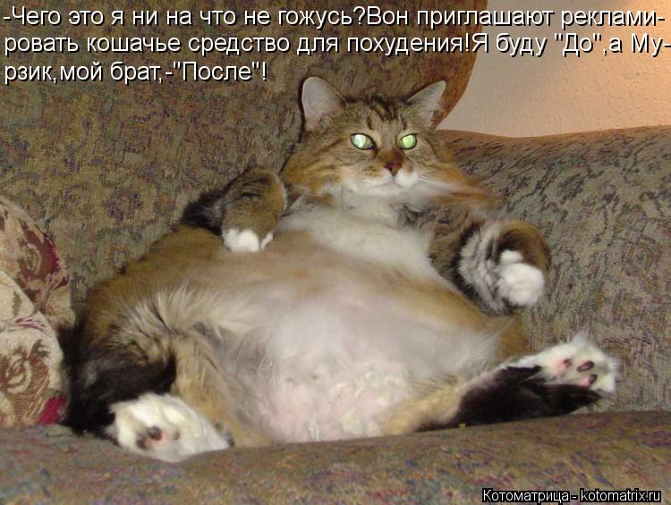 Котоматрица: -Чего это я ни на что не гожусь?Вон приглашают реклами- ровать кошачье средство для похудения!Я буду "До",а Му- рзик,мой брат,-"После"!