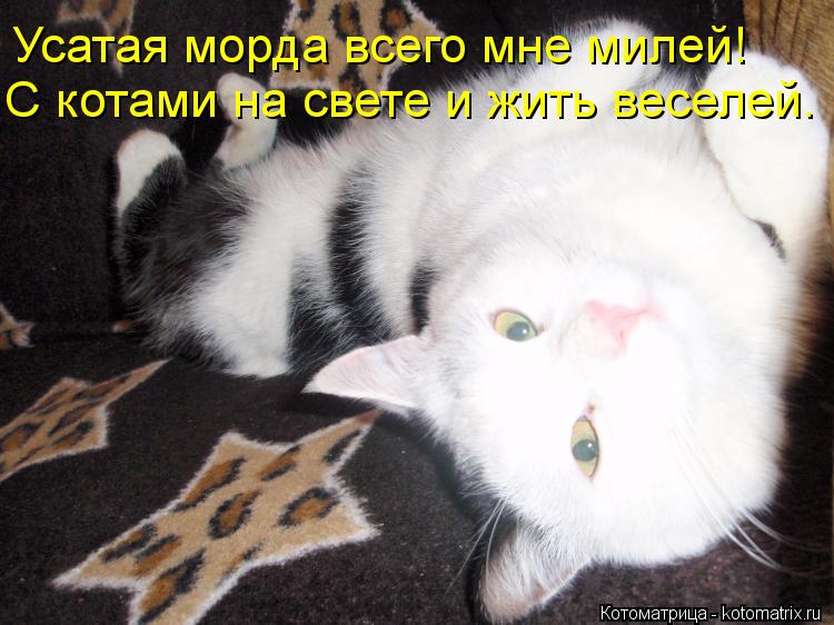 Котоматрица: Усатая морда всего мне милей! С котами на свете и жить веселей.