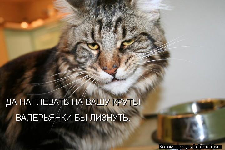 Котоматрица: ДА НАПЛЕВАТЬ НА ВАШУ КРУТЬ! ВАЛЕРЬЯНКИ БЫ ЛИЗНУТЬ.