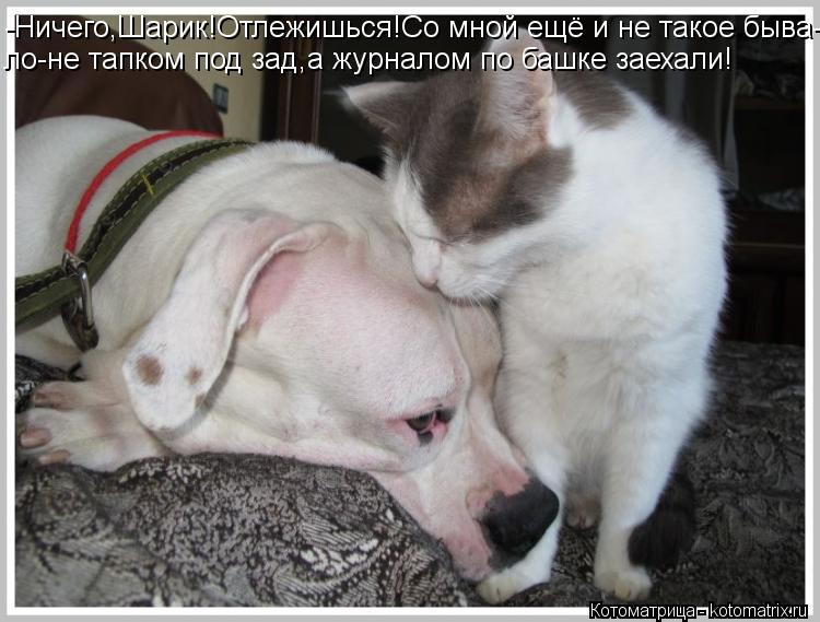 Котоматрица: -Ничего,Шарик!Отлежишься!Со мной ещё и не такое быва- ло-не тапком под зад,а журналом по башке заехали!