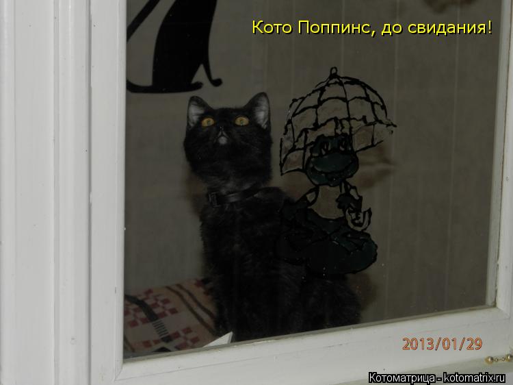 Котоматрица: Кото Поппинс, до свидания!