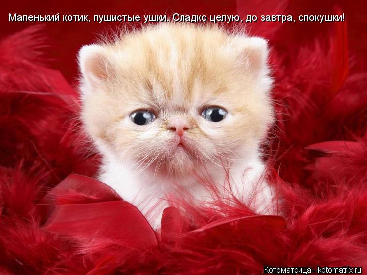 Маленький котик, пушистые ушки. Сладко целую, до завтра, спокушки!... Котоматрица: Маленький котик, пушистые ушки. Сладко целую, до завтра, спокушки!