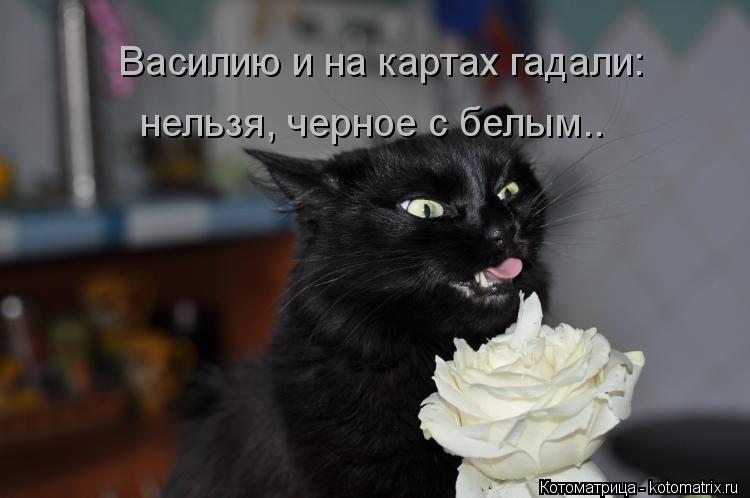 Василию и на картах гадали: нельзя, черное с белым..... Котоматрица: Василию и на картах гадали: нельзя, черное с белым..