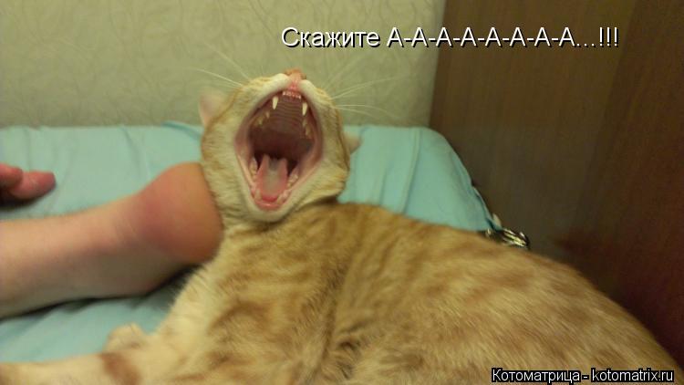 Котоматрица: Скажите А-А-А-А-А-А-А-А...!!!