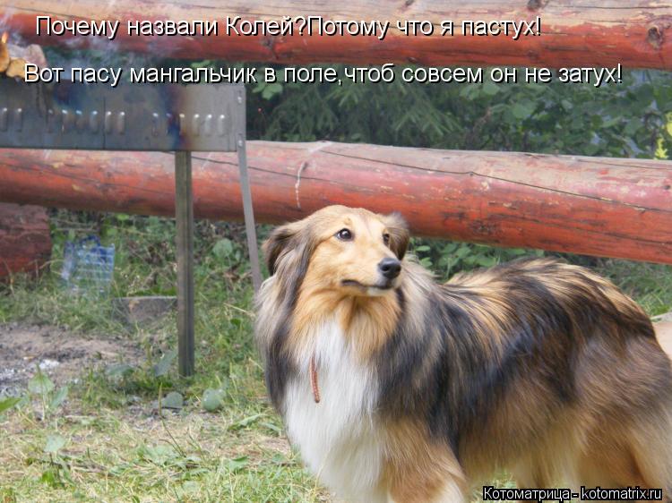Котоматрица: Почему назвали Колей?Потому что я пастух! Вот пасу мангальчик в поле,чтоб совсем он не затух!