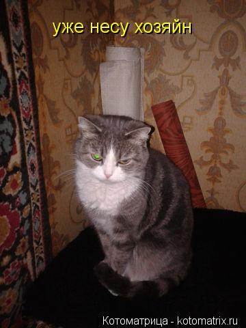 уже несу хозяйн... Котоматрица: уже несу хозяйн