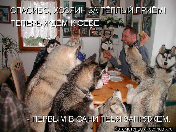 Котоматрица: СПАСИБО, ХОЗЯИН ЗА ТЁПЛЫЙ ПРИЁМ! ТЕПЕРЬ ЖДЁМ К СЕБЕ  - ПЕРВЫМ В САНИ ТЕБЯ ЗАПРЯЖЁМ.