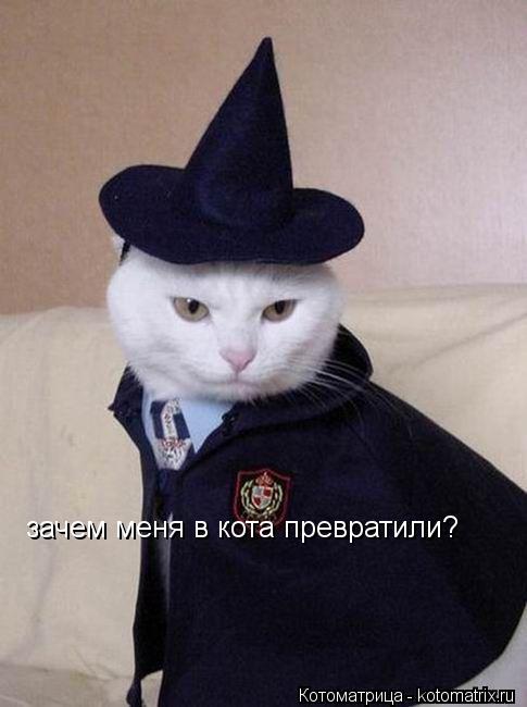 зачем меня в кота превратили?... Котоматрица: зачем меня в кота превратили?
