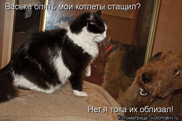 Васька опять мои котлеты стащил? Нет,я тока их облизал!... Котоматрица: Васька опять мои котлеты стащил? Нет,я тока их облизал!