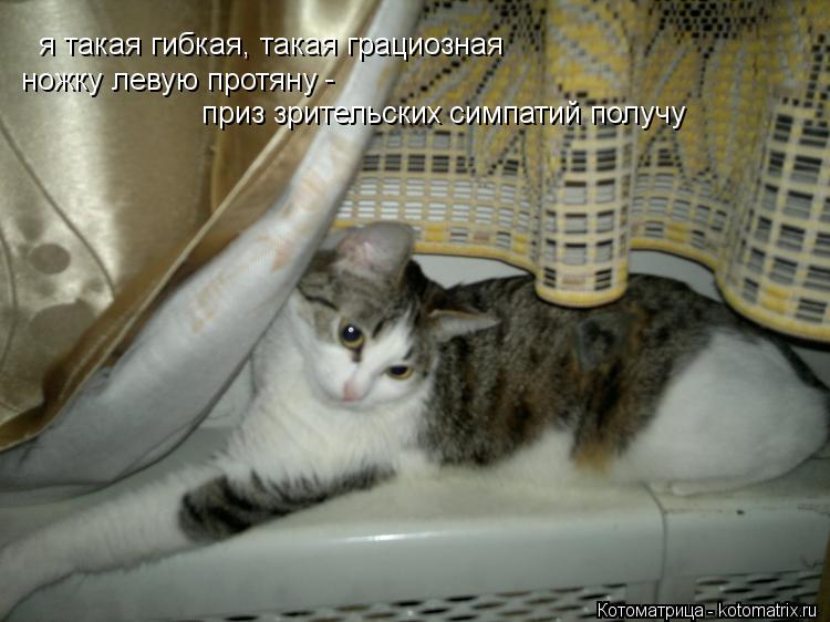 Котоматрица: я такая гибкая, такая грациозная ножку левую протяну приз зрительских симпатий получу -
