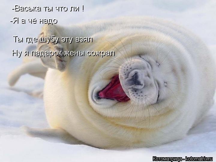Котоматрица: -Васька ты что ли !  -Я а чё надо Ты где шубу эту взял Ну я падарок жены сожрал