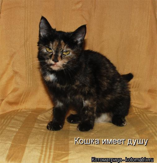 Кошка имеет душу... Котоматрица: Кошка имеет душу