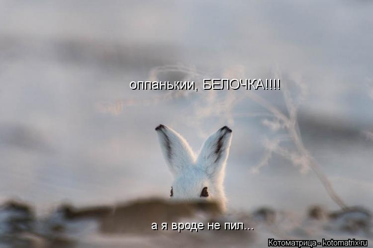 Котоматрица: оппанькии, БЕЛОЧКА!!!! а я вроде не пил...