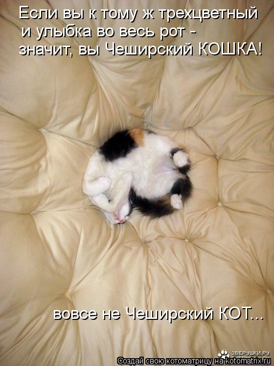 Если вы к тому ж трехцветный и улыбка во весь рот - значит, вы Чеширский КОШКА! вовсе не Чеширский К... Котоматрица: Если вы к тому ж трехцветный и улыбка во весь рот - значит, вы Чеширский КОШКА! вовсе не Чеширский КОТ...