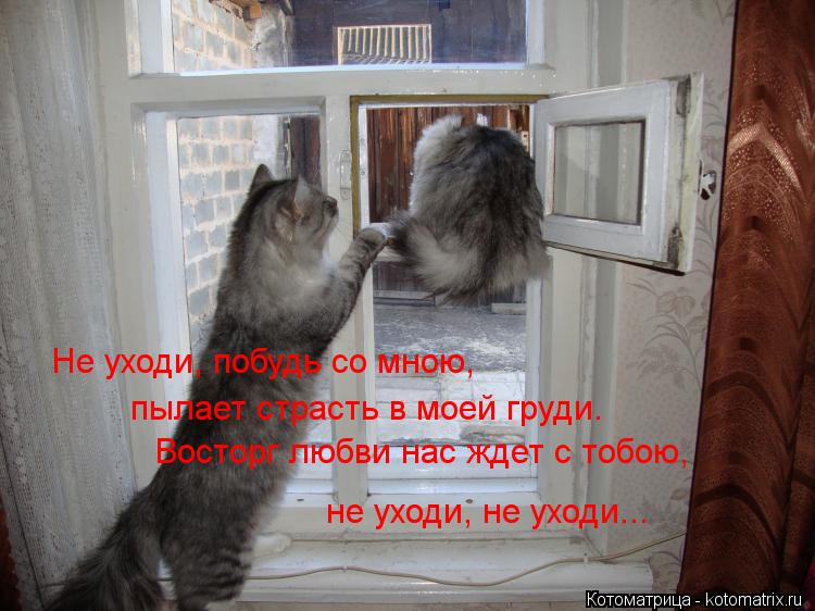 Котоматрица: Не уходи, побудь со мною, пылает страсть в моей груди. Восторг любви нас ждет с тобою, не уходи, не уходи...
