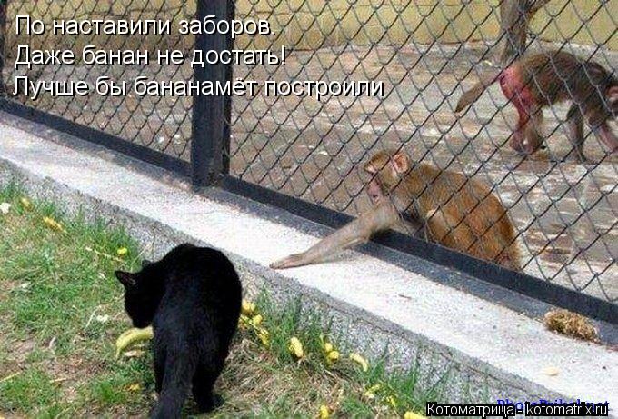 По наставили заборов. Даже банан не достать! Лучше бы бананамёт построили... Котоматрица: По наставили заборов. Даже банан не достать! Лучше бы бананамёт построили