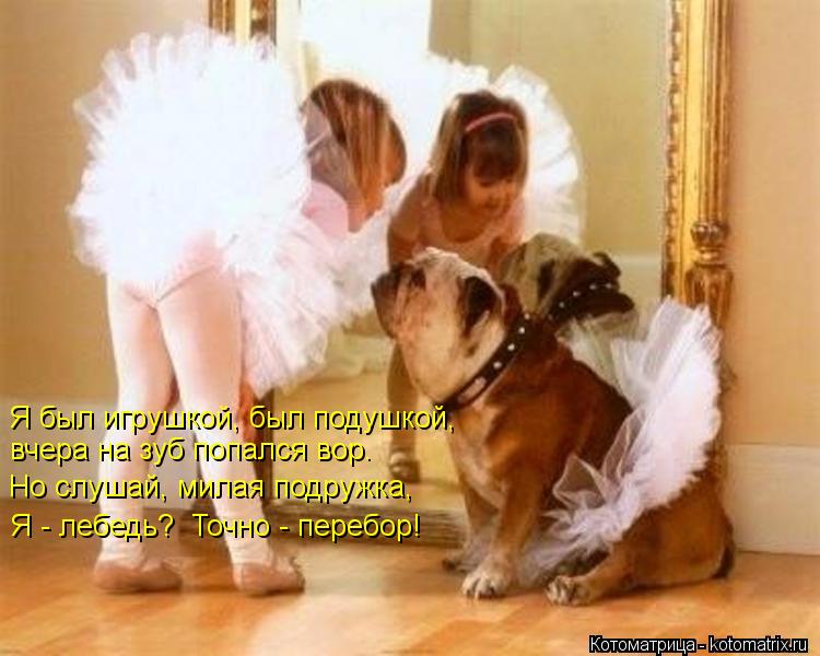 Котоматрица: Я был игрушкой, был подушкой,   вчера на зуб попался вор.  Но слушай, милая подружка,  Я - лебедь?  Точно - перебор!