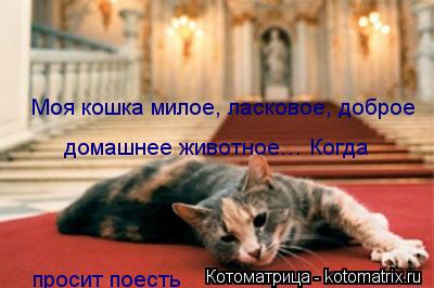 Моя кошка милое, ласковое, доброе домашнее животное… Когда просит поесть... Котоматрица: Моя кошка милое, ласковое, доброе домашнее животное… Когда просит поесть