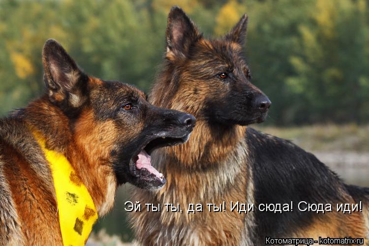 Эй ты ты, да ты! Иди сюда! Сюда иди!... Котоматрица: Эй ты ты, да ты! Иди сюда! Сюда иди!