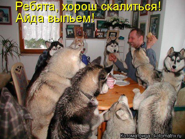 Ребята, хорош скалиться! Айда выпьем!... Котоматрица: Ребята, хорош скалиться! Айда выпьем!