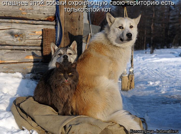 Котоматрица: сташнее злой собаки охроняющую свою територию есть только злой кот