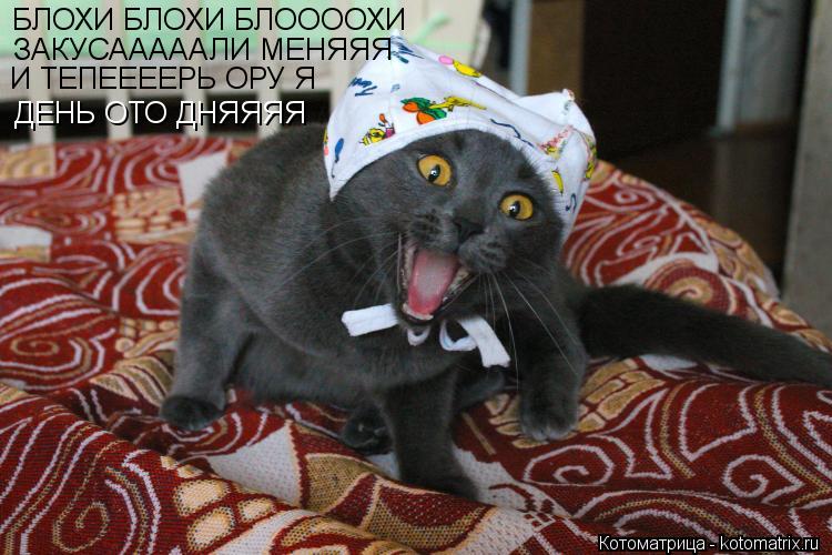 БЛОХИ БЛОХИ БЛООООХИ ЗАКУСАААААЛИ МЕНЯЯЯ И ТЕПЕЕЕЕРЬ ОРУ Я ДЕНЬ ОТО ДНЯЯЯЯ... Котоматрица: БЛОХИ БЛОХИ БЛООООХИ ЗАКУСАААААЛИ МЕНЯЯЯ И ТЕПЕЕЕЕРЬ ОРУ Я ДЕНЬ ОТО ДНЯЯЯЯ