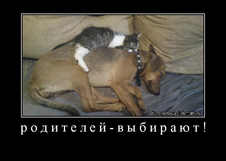 Котоматрица: родителей-выбирают! 