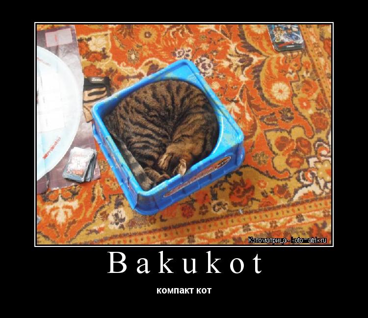 Котоматрица: Bakukot компакт кот