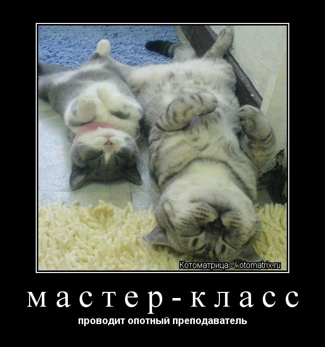 Котоматрица: мастер-класс проводит опотный преподаватель