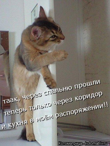 Котоматрица: таак, через спальню прошли и кухня в моём распоряжении!!  теперь только через коридор