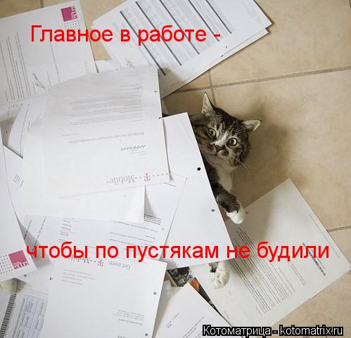 Котоматрица: Главное в работе - чтобы по пустякам не будили