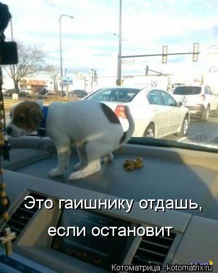 Котоматрица: Это гаишнику отдашь,  если остановит